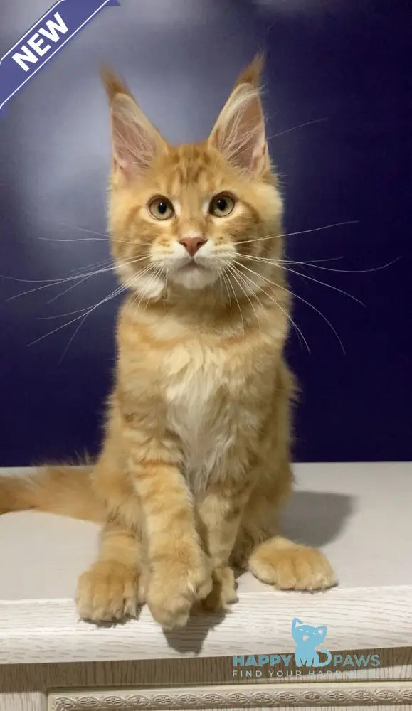 Zahlman Maine Coon polydactyl male red tabby live animals