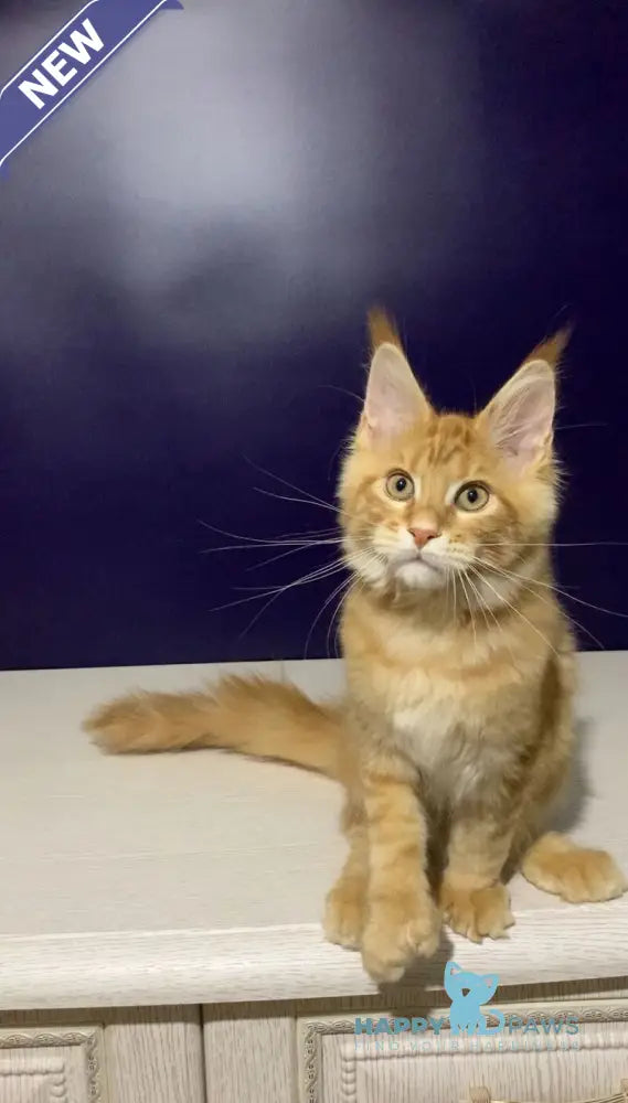 Zahlman Maine Coon polydactyl male red tabby live animals