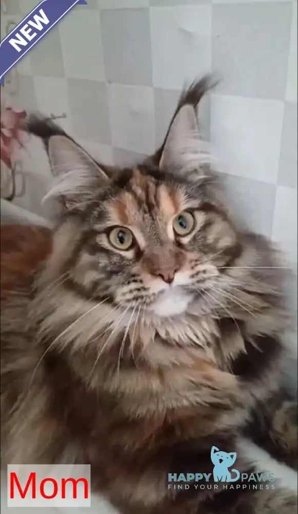 Zahlman Maine Coon polydactyl male red tabby live animals