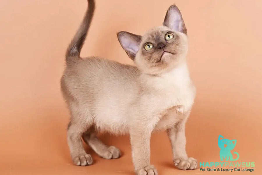 Zair Burmese male chocolate - live animals