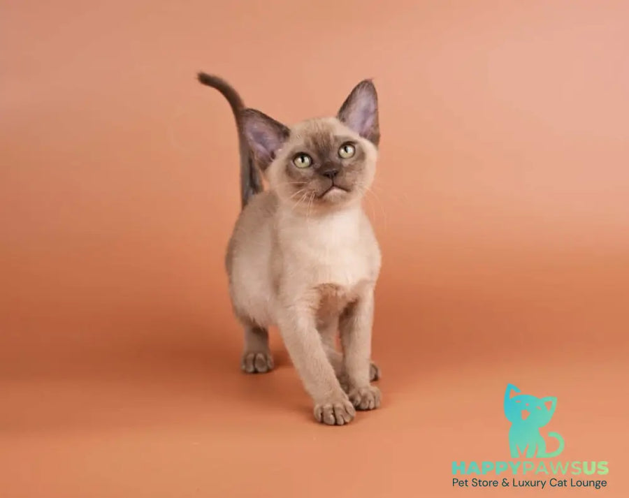 Zair Burmese male chocolate - live animals