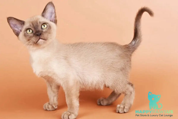 Zair Burmese male chocolate - live animals