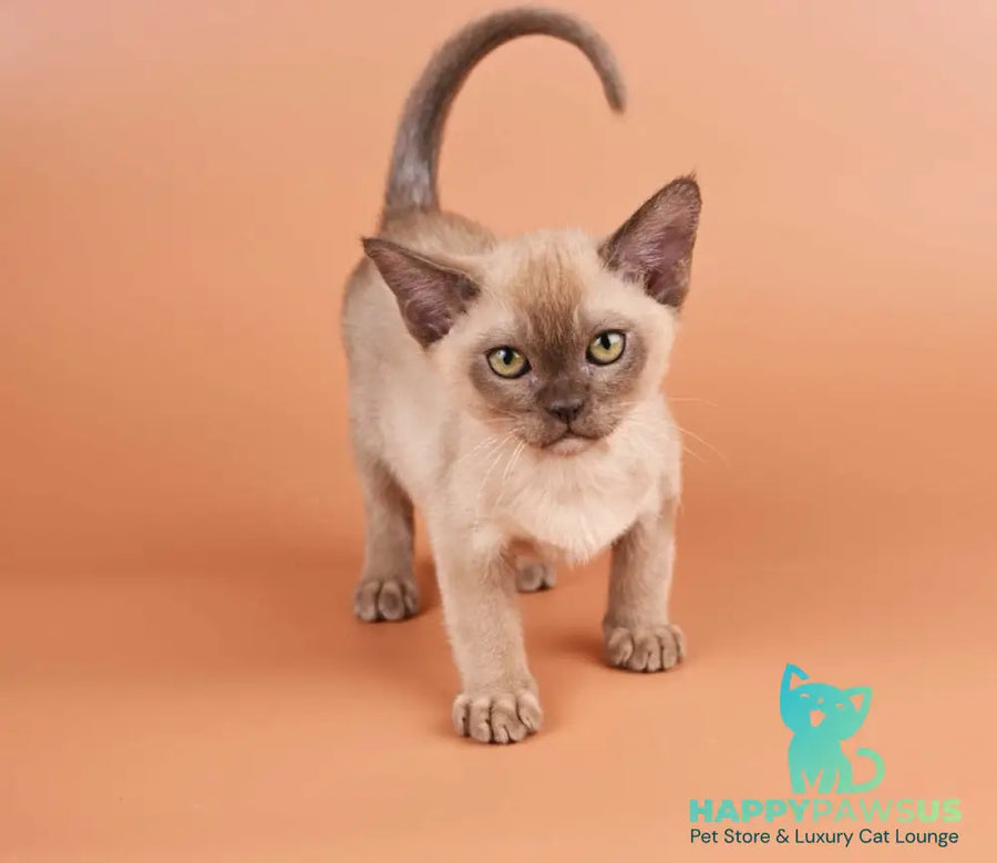 Zair Burmese male chocolate - live animals