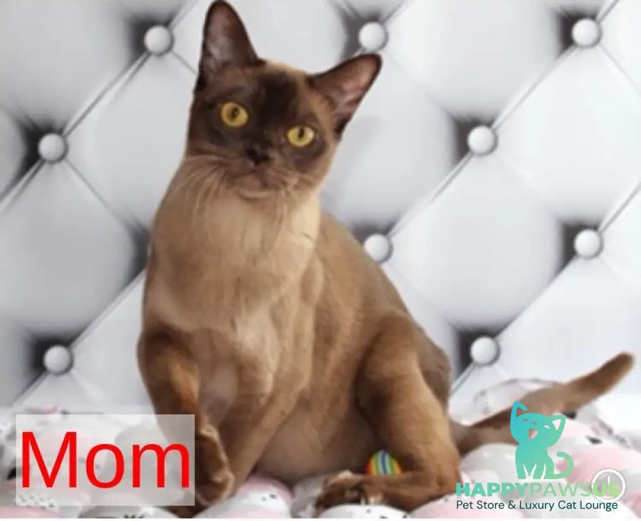 Zair Burmese male chocolate - live animals