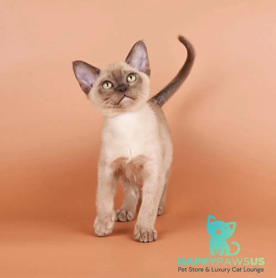 Zair Burmese male chocolate - live animals