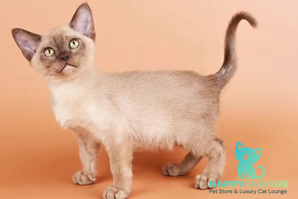 Zair Burmese male chocolate - live animals