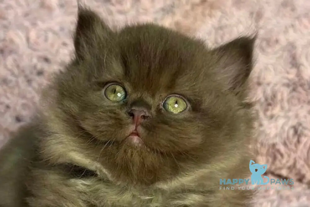 Zakhar British Longhair male chocolate live animals