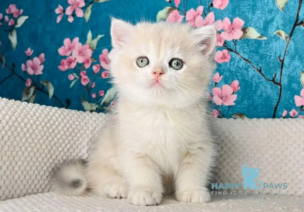 Zakhar British Shorthair Male Blue Golden Shaded Live Animals