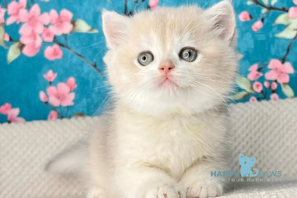 Zakhar British Shorthair Male Blue Golden Shaded Live Animals