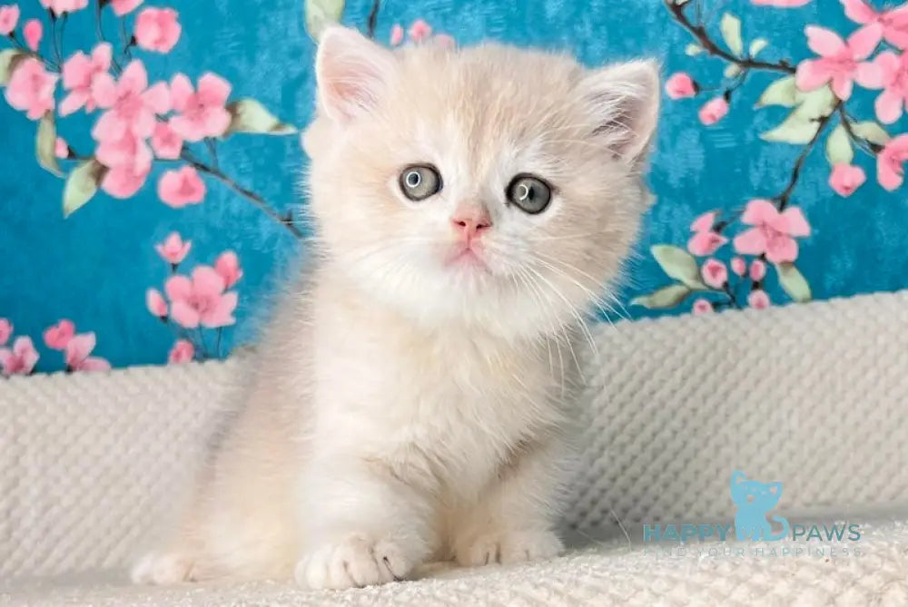 Zakhar British Shorthair Male Blue Golden Shaded Live Animals