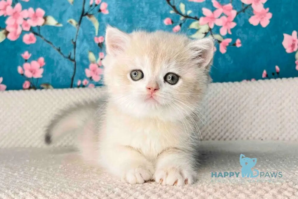 Zakhar British Shorthair Male Blue Golden Shaded Live Animals
