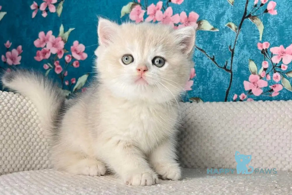 Zakhar British Shorthair Male Blue Golden Shaded Live Animals