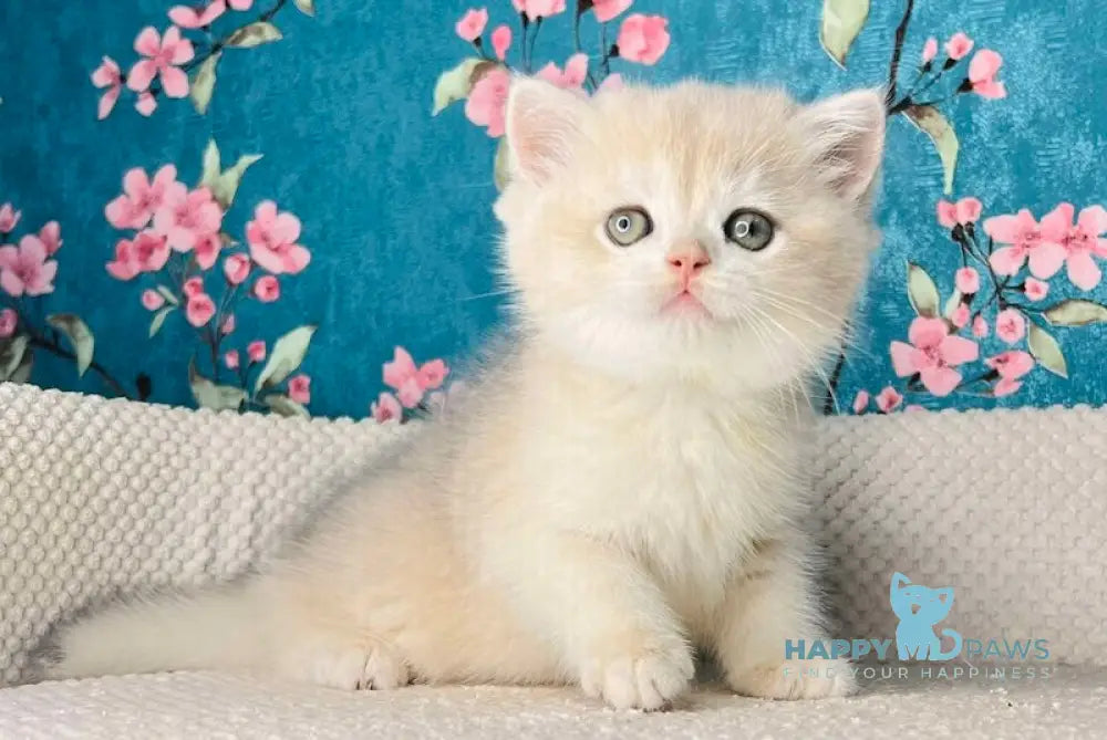 Zakhar British Shorthair Male Blue Golden Shaded Live Animals