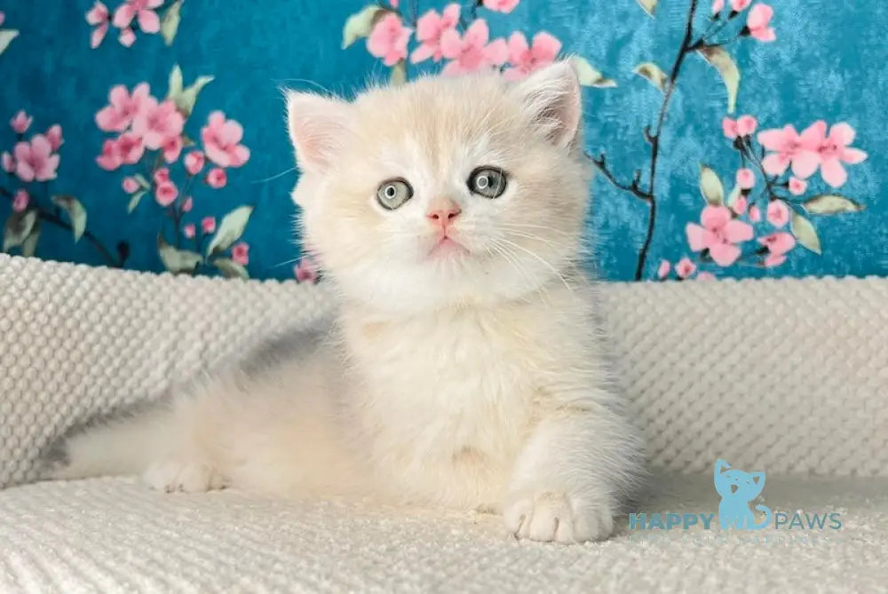 Zakhar British Shorthair Male Blue Golden Shaded Live Animals