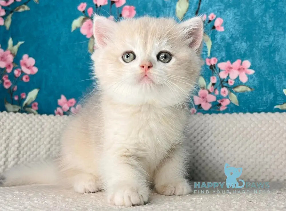 Zakhar British Shorthair Male Blue Golden Shaded Live Animals