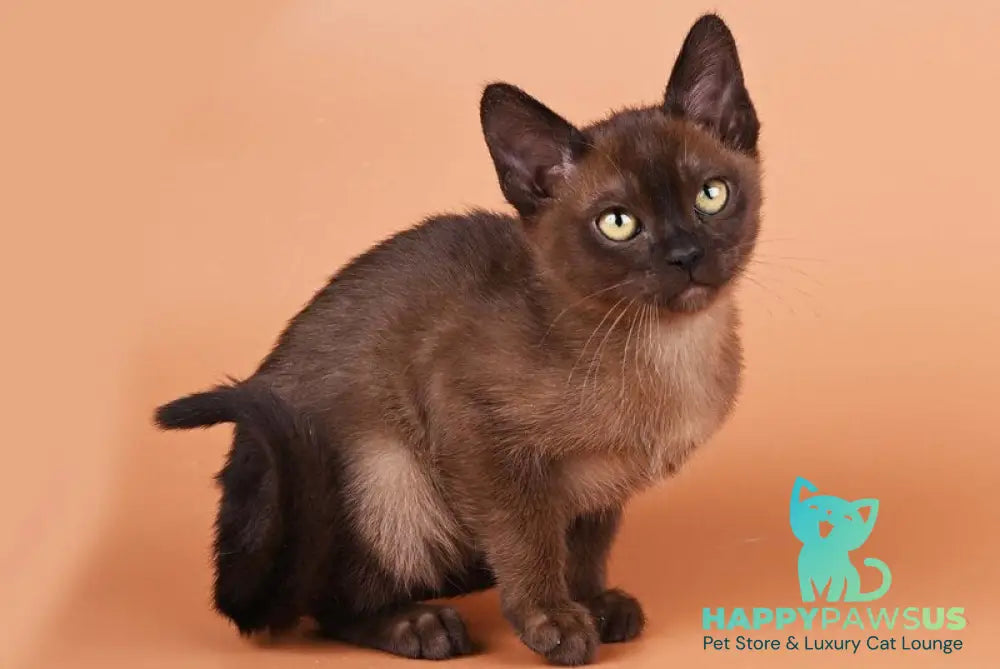 Zakhar Burmese male black - live animals