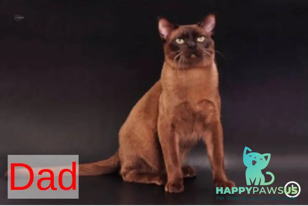 Zakhar Burmese male black - live animals