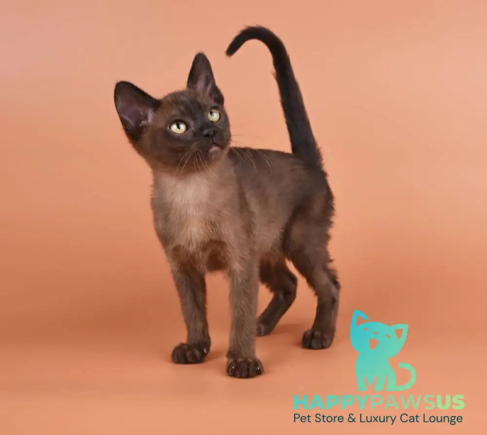 Zakhar Burmese male black - live animals