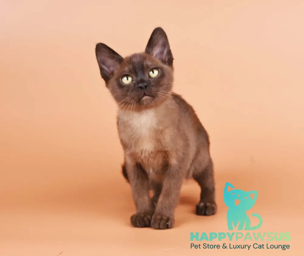 Zakhar Burmese male black - live animals