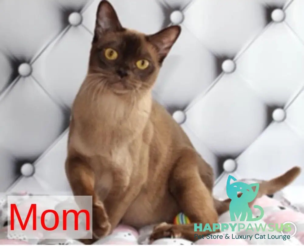 Zakhar Burmese male black - live animals