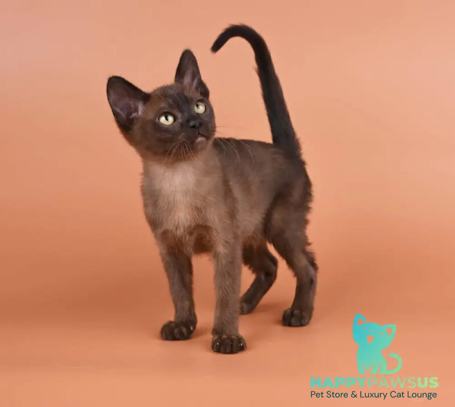 Zakhar Burmese male black - live animals