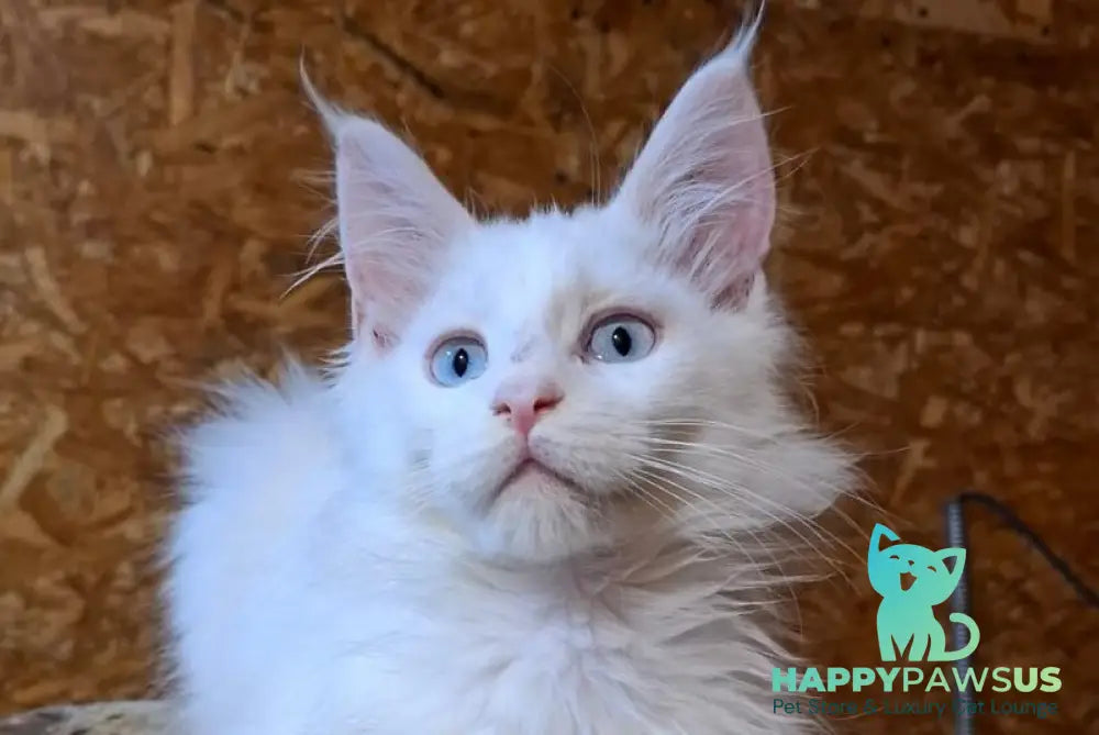 Zakhar Maine Coon male white live animals
