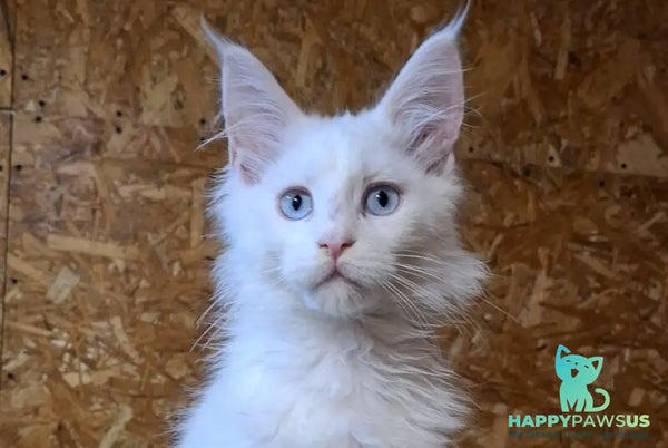 Zakhar Maine Coon male white live animals