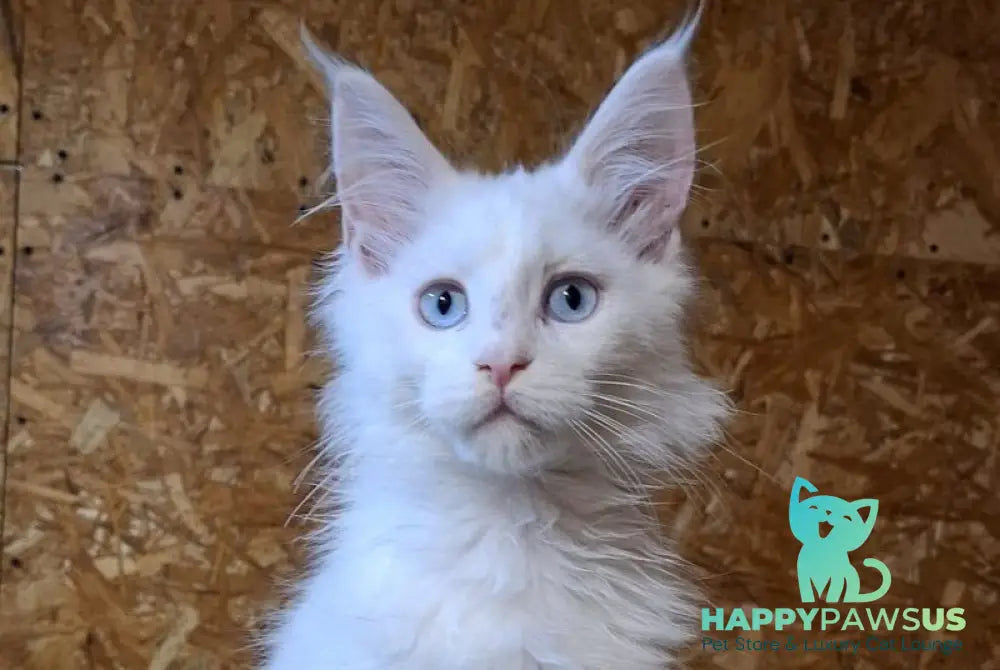 Zakhar Maine Coon male white live animals