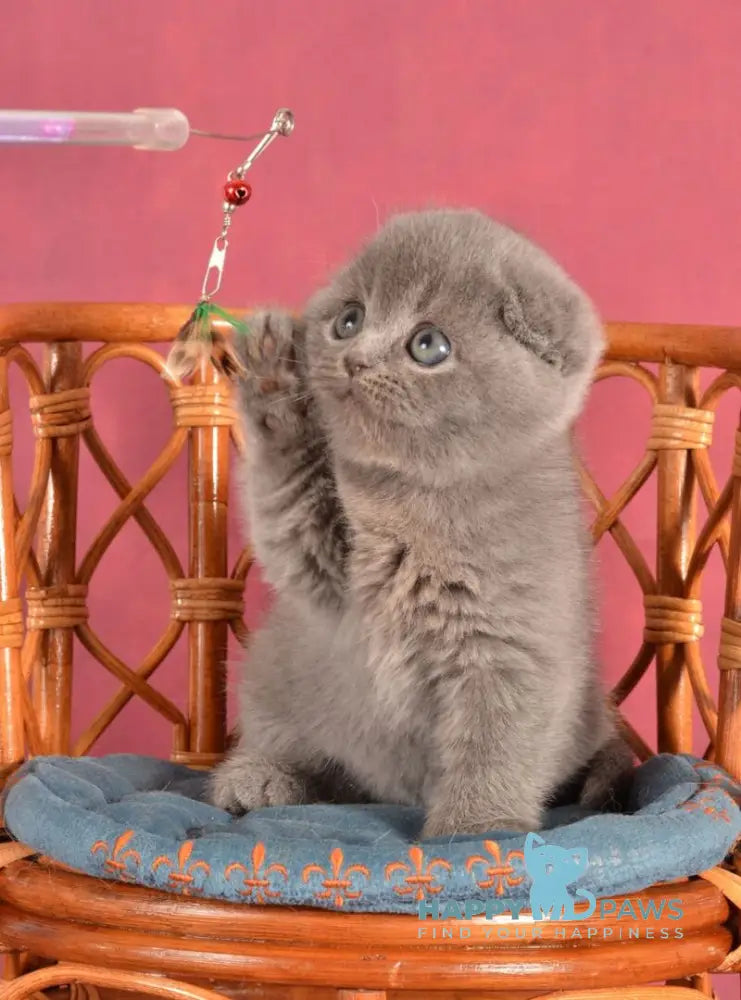 Zakhra Scottish Fold female blue live animals