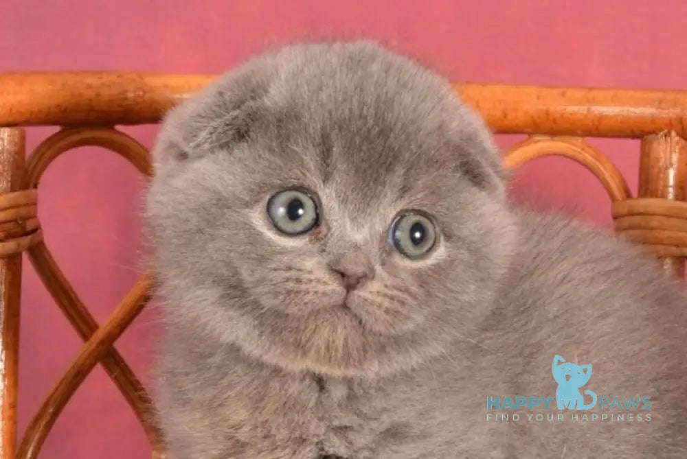 Zakhra Scottish Fold female blue live animals