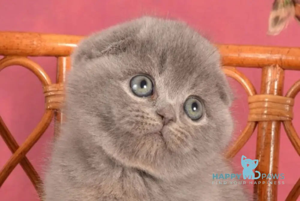 Zakhra Scottish Fold female blue live animals