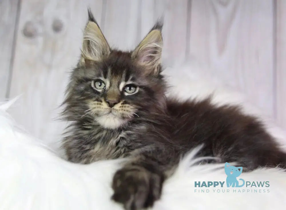 Zaki Maine Coon male black tabby - live animals