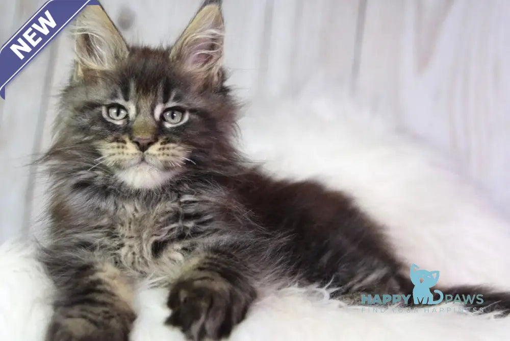 Zaki Maine Coon male black tabby - live animals