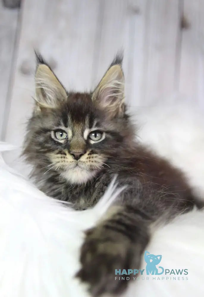 Zaki Maine Coon male black tabby - live animals