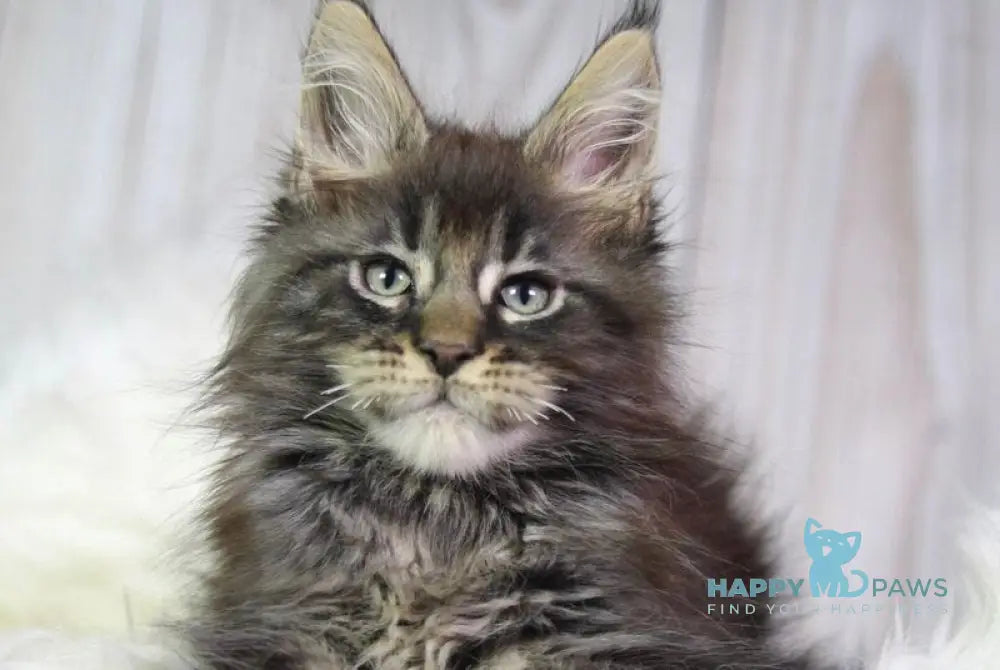Zaki Maine Coon male black tabby - live animals