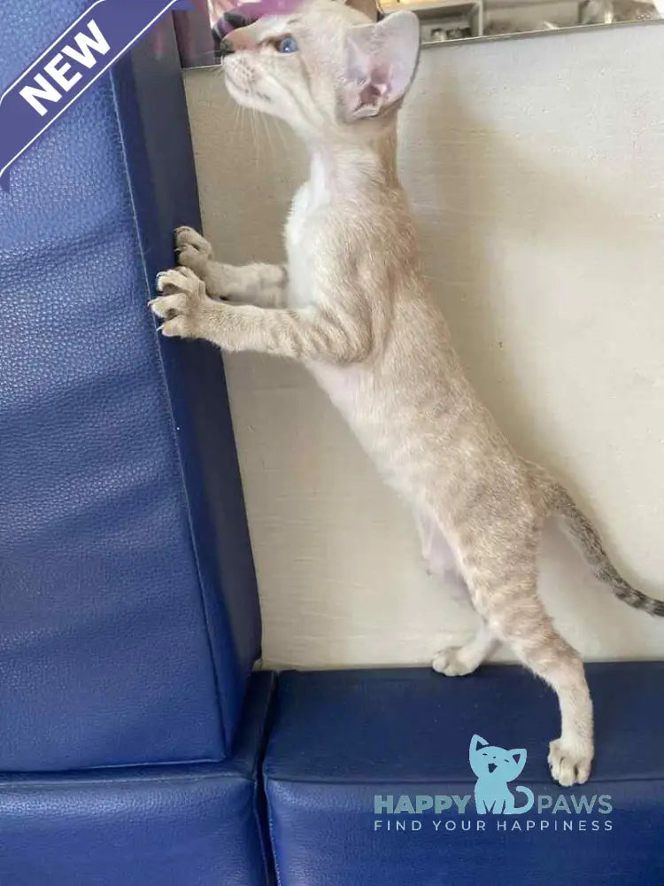 Zametil Siamese female black tabby pointed live animals