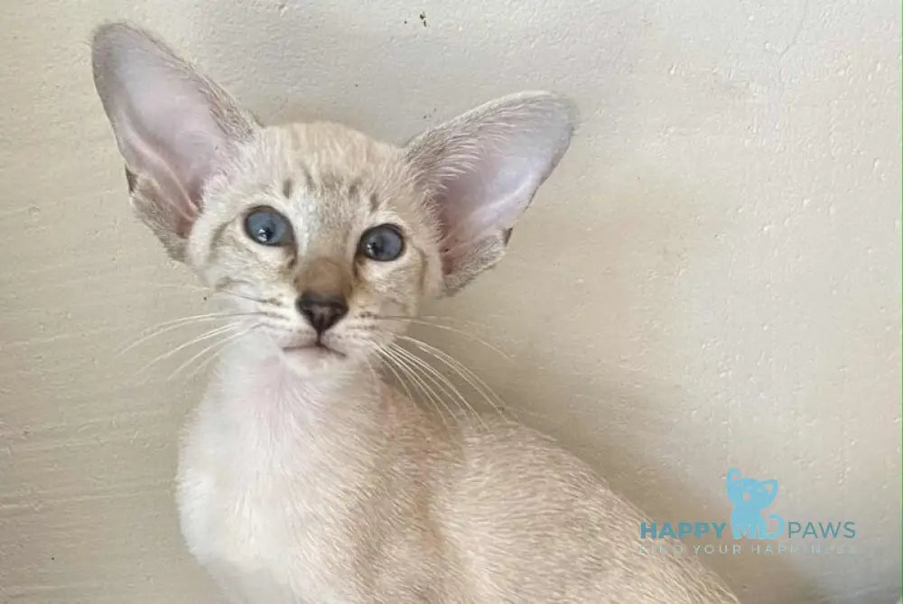Zametil Siamese female black tabby pointed live animals