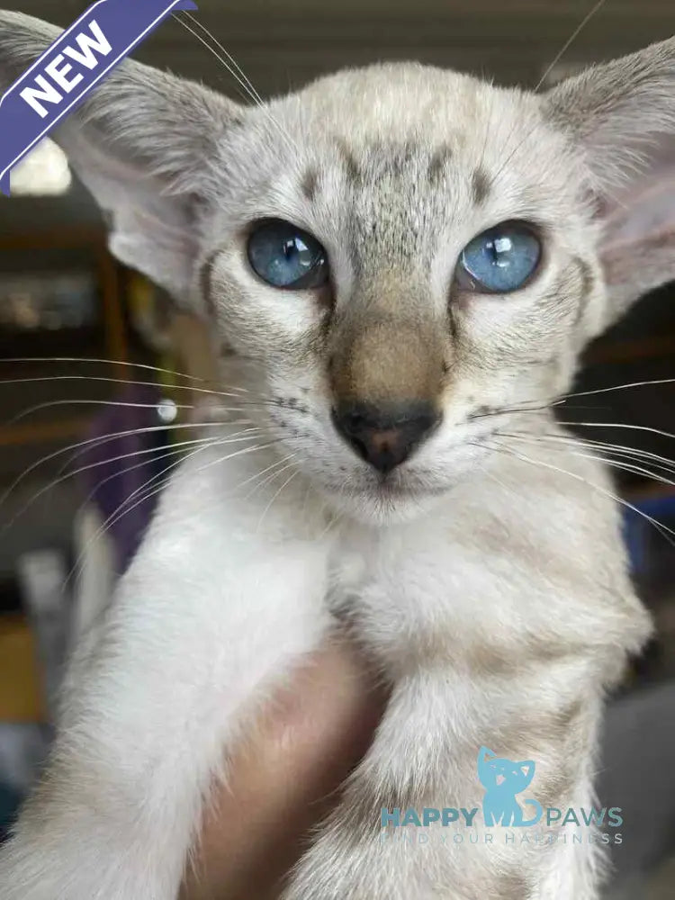 Zametil Siamese female black tabby pointed live animals