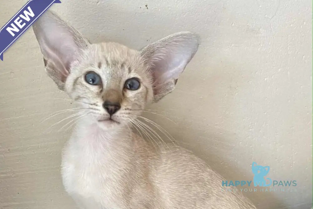 Zametil Siamese female black tabby pointed live animals