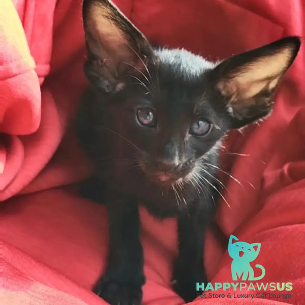 Zamir Oriental Shorthair male black - live animals