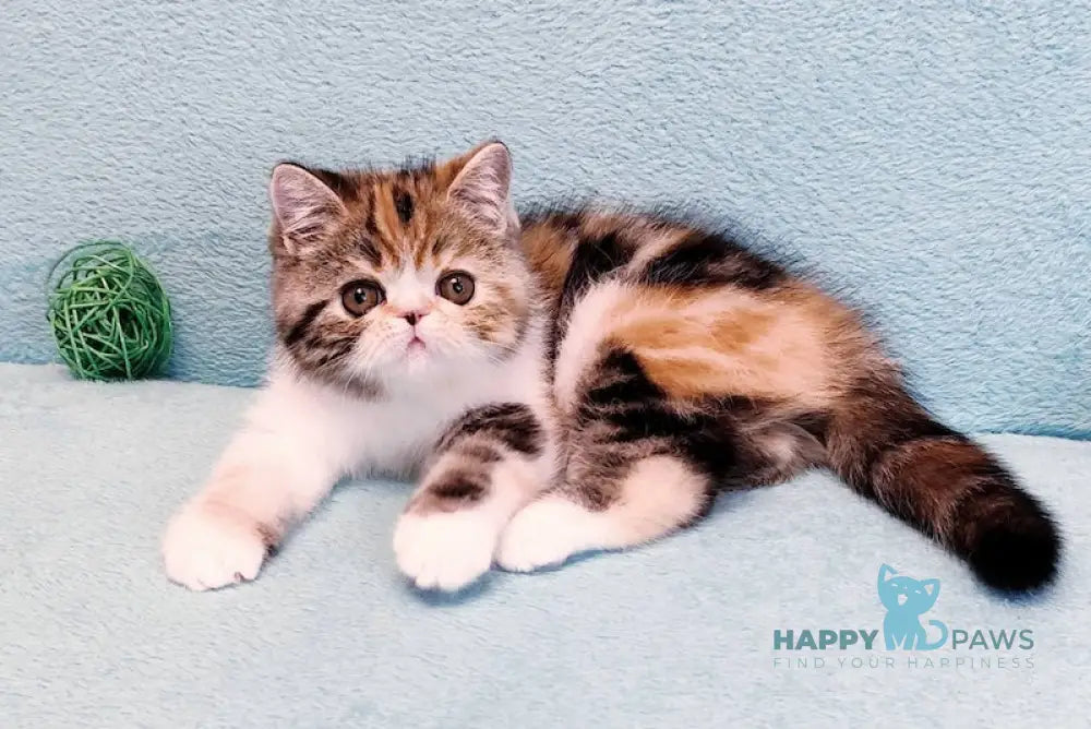 Zamira Exotic female black tortie tabby bicolour live animals