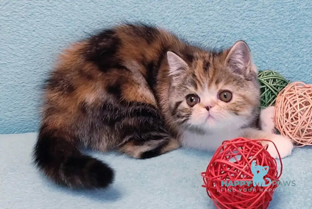 Zamira Exotic female black tortie tabby bicolour live animals