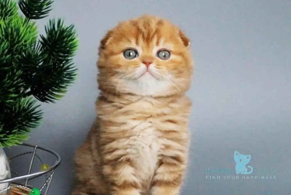 Zamira Scottish Fold female cinnamon tabby live animals