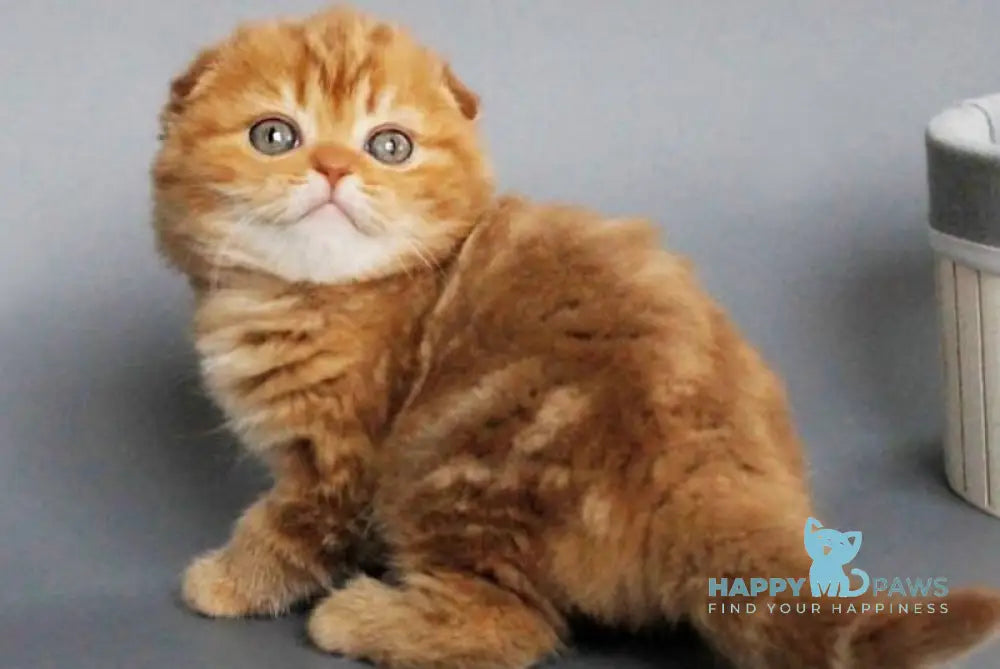 Zamira Scottish Fold female cinnamon tabby live animals