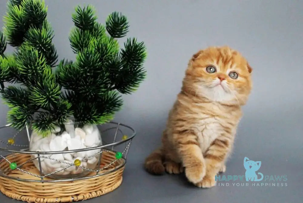 Zamira Scottish Fold female cinnamon tabby live animals