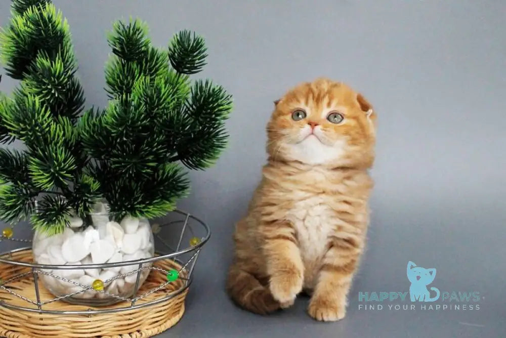 Zamira Scottish Fold female cinnamon tabby live animals