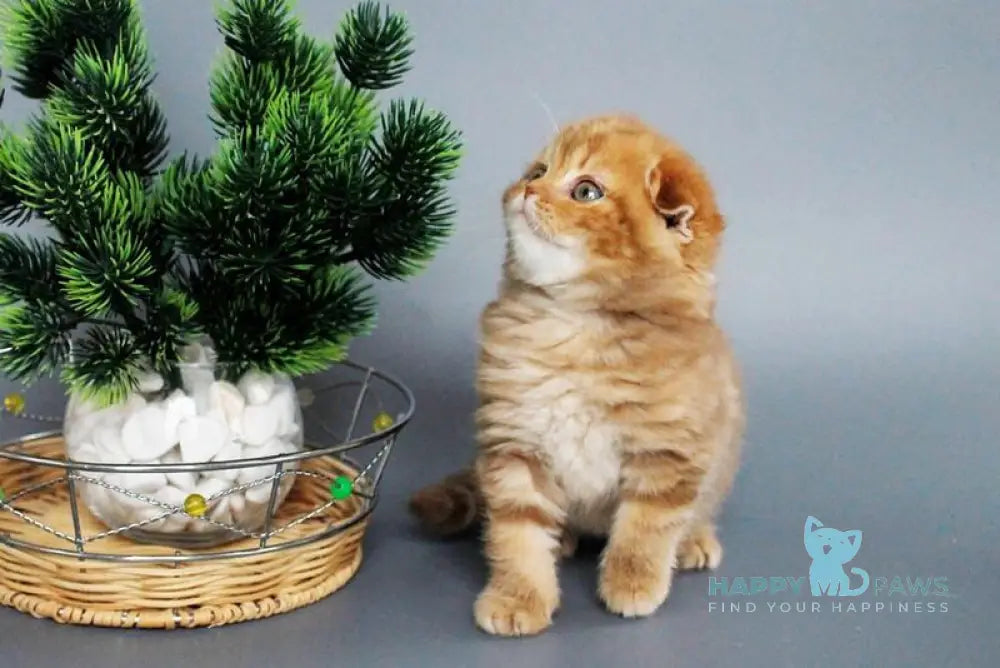 Zamira Scottish Fold female cinnamon tabby live animals