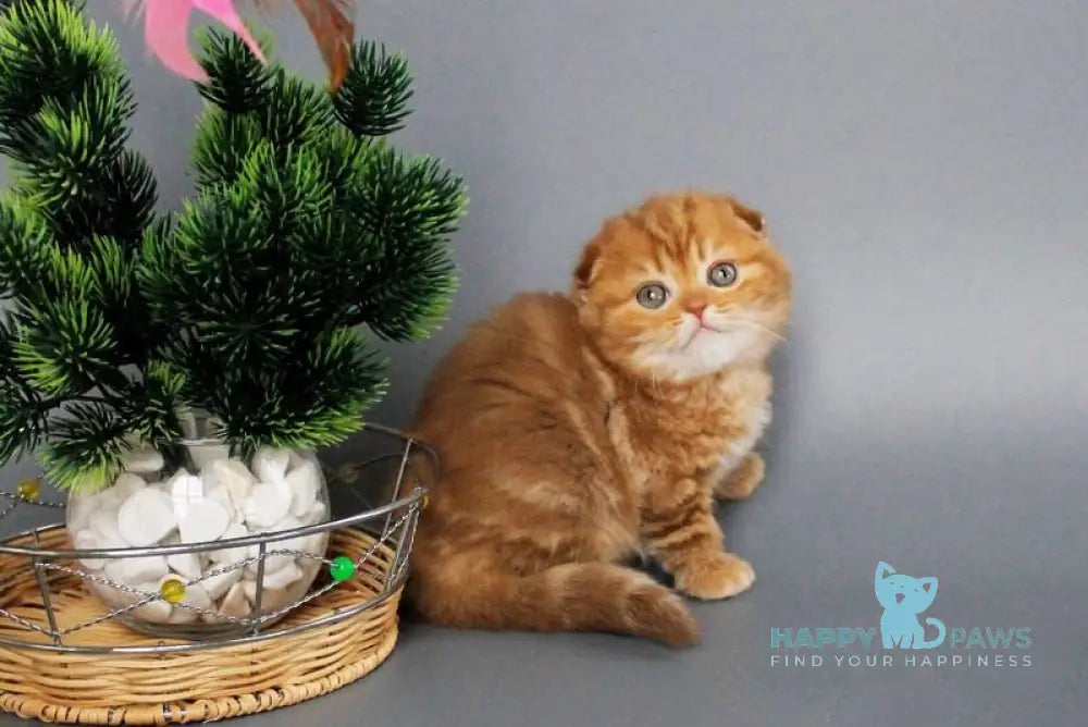 Zamira Scottish Fold female cinnamon tabby live animals