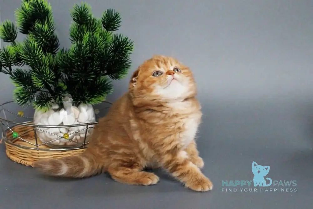 Zamira Scottish Fold female cinnamon tabby live animals