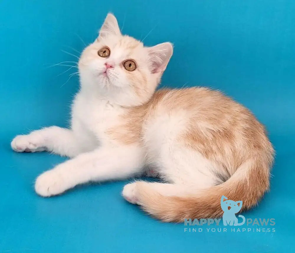 Zan Scottish Straight male red silver tabby bicolour live animals